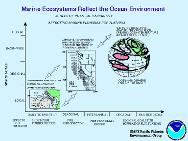 Marine Ecosystems Reflect the Ocean 
Environment