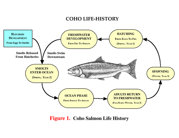 Coho Life History Cycle